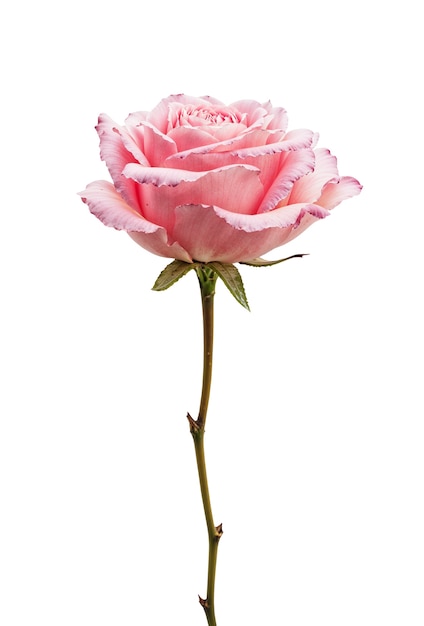 Une belle rose dans le studio.