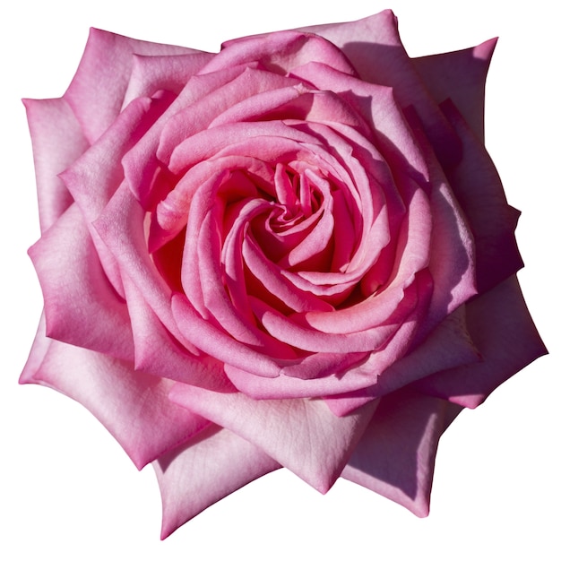 Une belle rose isolée