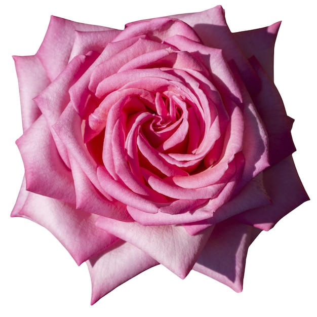 PSD une belle rose isolée