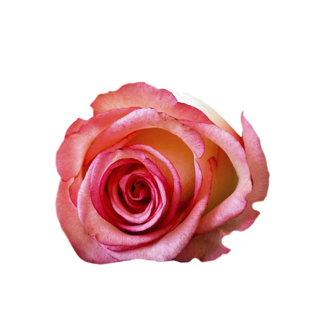 PSD une belle rose isolée