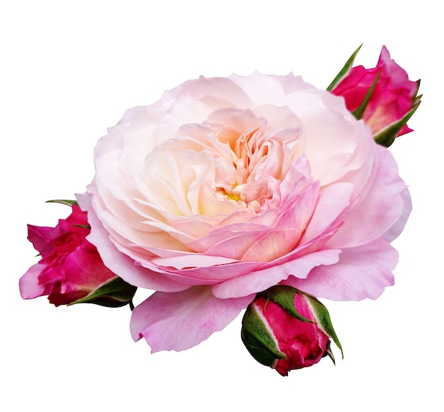 Belle rose rose avec des bourgeons isolés sur blanc