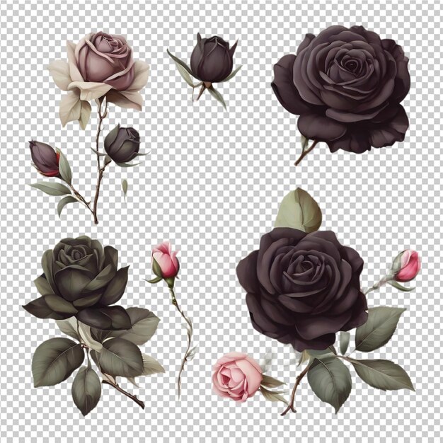 PSD une belle série d'illustrations de roses des fleurs de roses clipart pro png