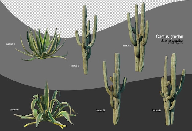 PSD belle variété de jardin de cactus