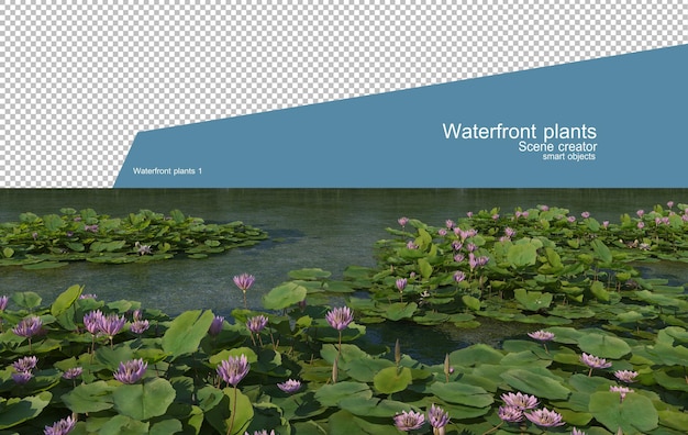 Belle variété de plantes au bord de l'eau