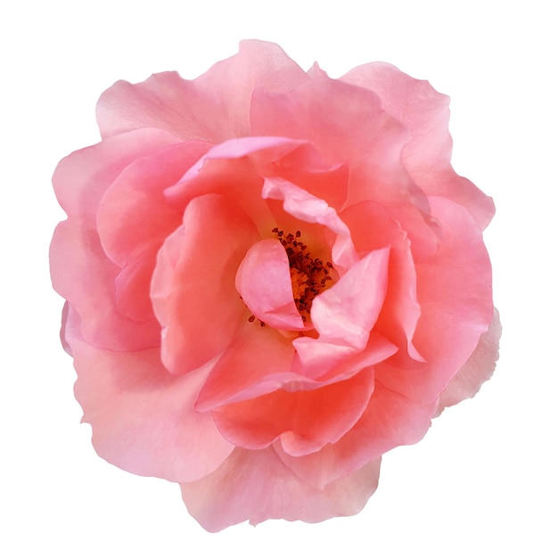 Une belle vue rapprochée d'une rose rose en fleur