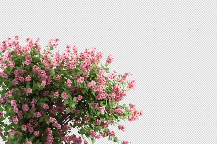Belles différentes sortes de fleurs en rendu 3d isolé