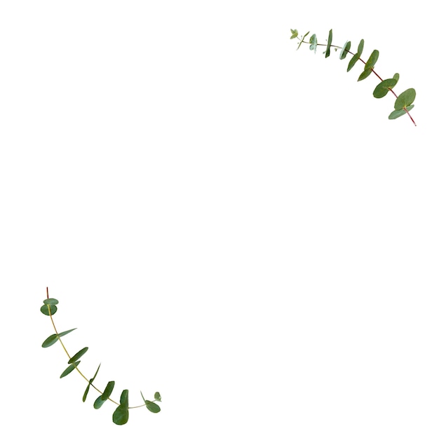 De belles feuilles isolées