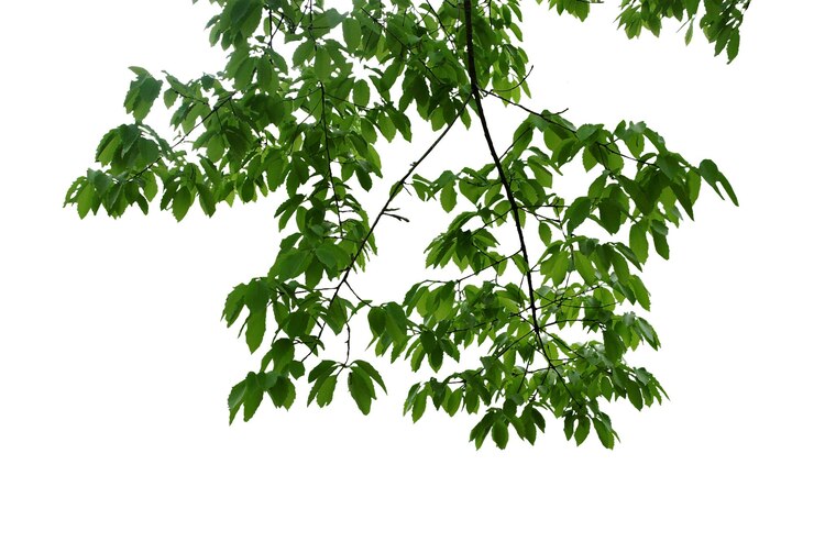 PSD la belleza de la naturaleza vistas aéreas de árboles con frondoso follaje