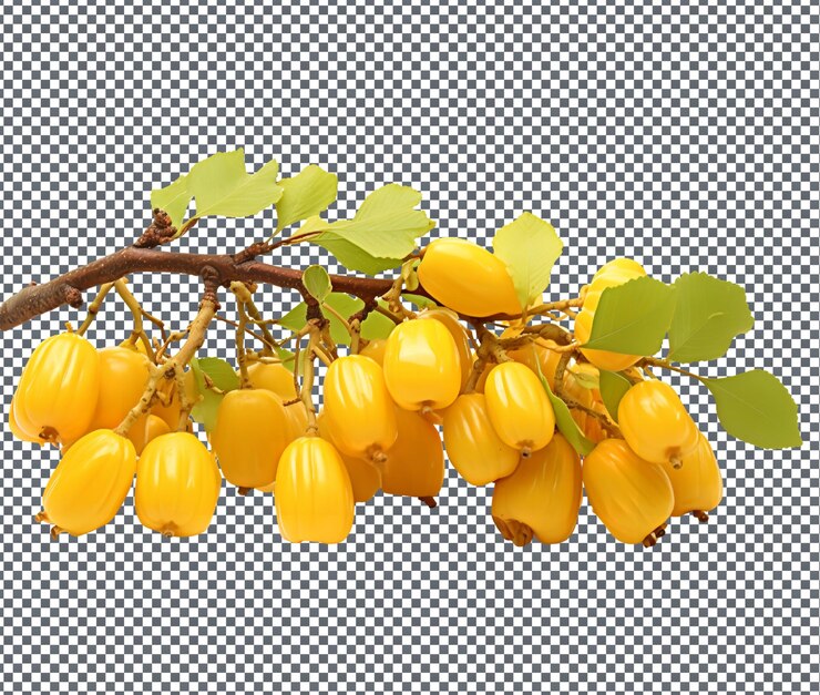 PSD bellissime gelatine jackfruit isolate su uno sfondo trasparente
