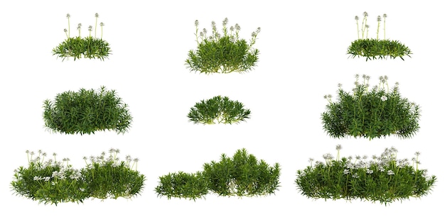 Bellissime piante di sempervirens verdi isolate su Canvas