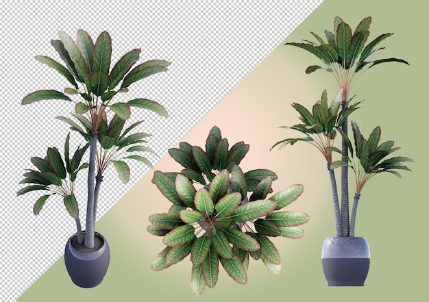 Bellissime piante ornamentali per interni, rendering 3d