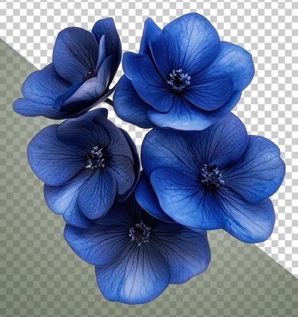 Bellissimi fiori blu disposti elegantemente insieme tagliati in stock png