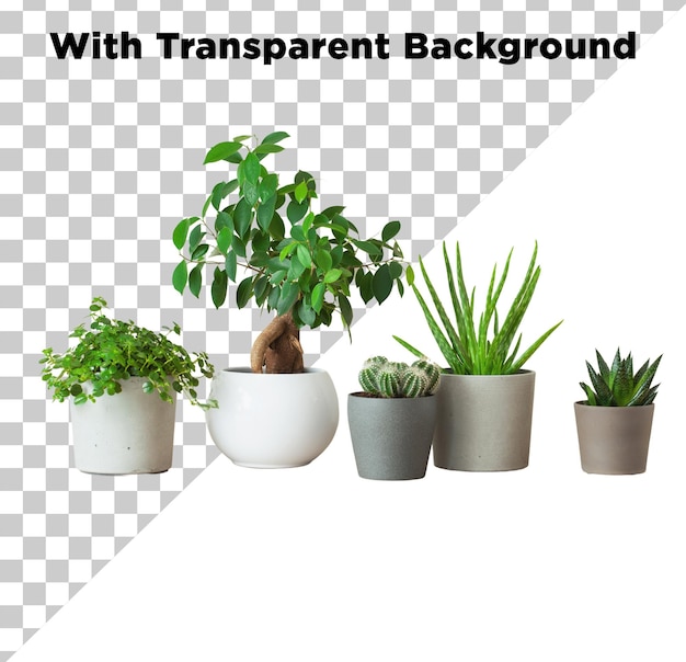 Bellissimi vasi di fiori PNG PSD isolati su uno sfondo trasparente