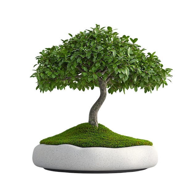 Bellissimo albero bonsai su Mossy Hill in vaso di ceramica bianca per Zen e decorazione della casa