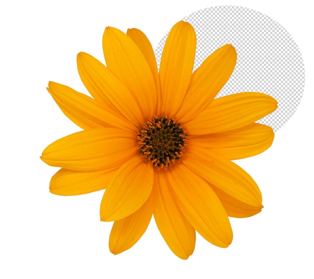 Bellissimo fiore d'arancio per la composizione in primavera