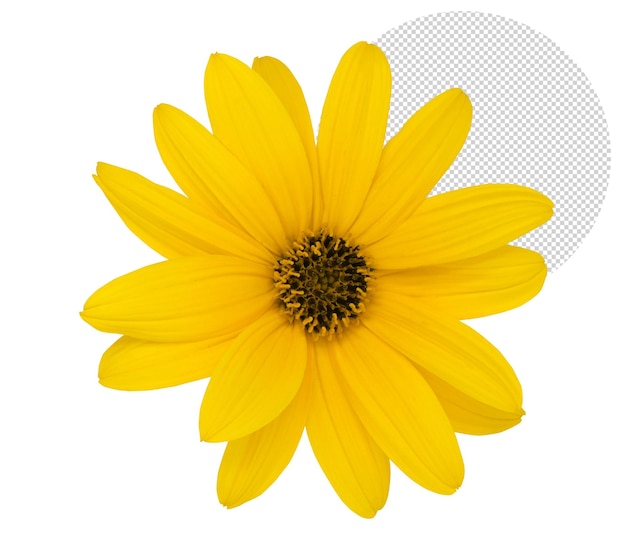 Bellissimo fiore giallo per la composizione in primavera