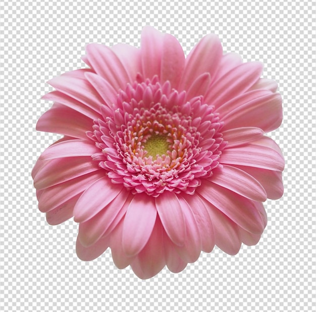 Bellissimo fiore rosa con petali di rosa PNG