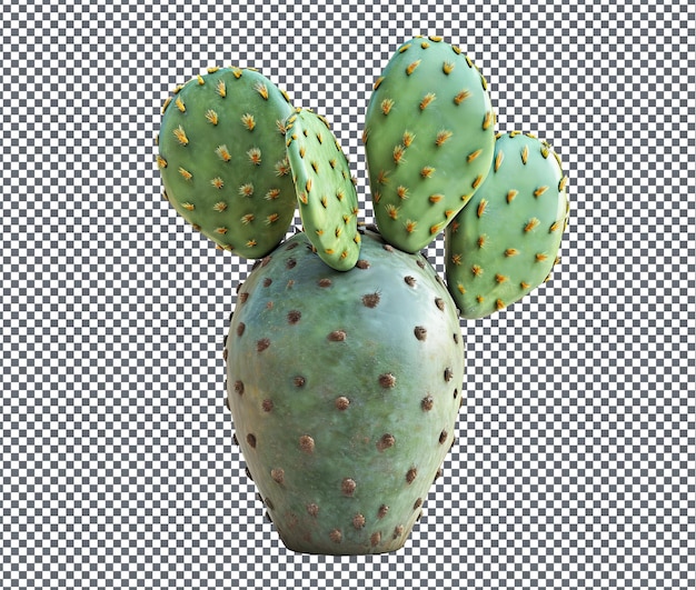 Belo cactus pêra espinhoso isolado em fundo transparente