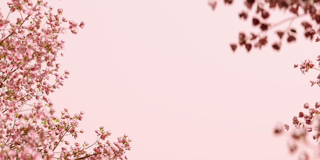 Belo fundo de flores de cerejeira de primavera com fundo rosa