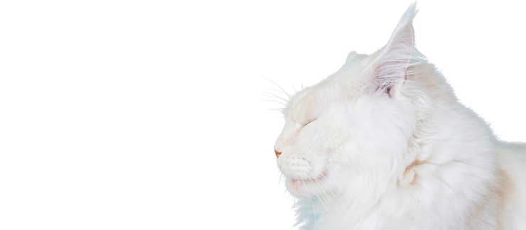 PSD belo retrato de gato isolado