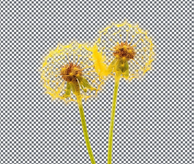 PSD belos dandelions beijados pelo orvalho isolados em fundo transparente