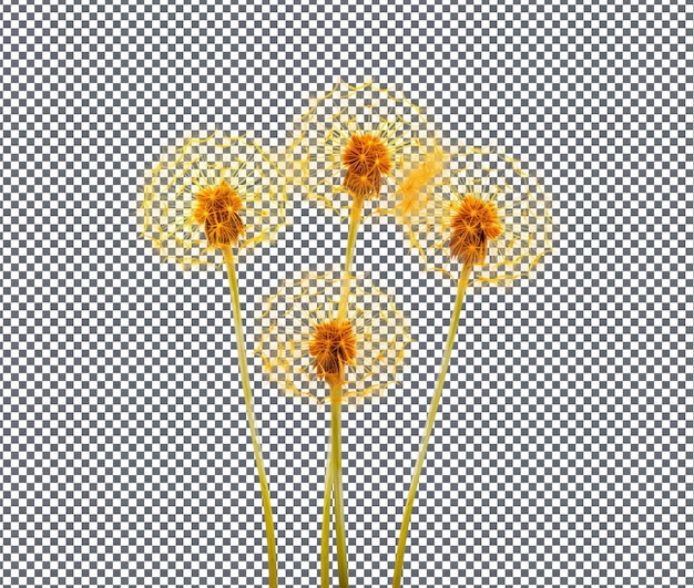 PSD belos dandelions delicados isolados em fundo transparente