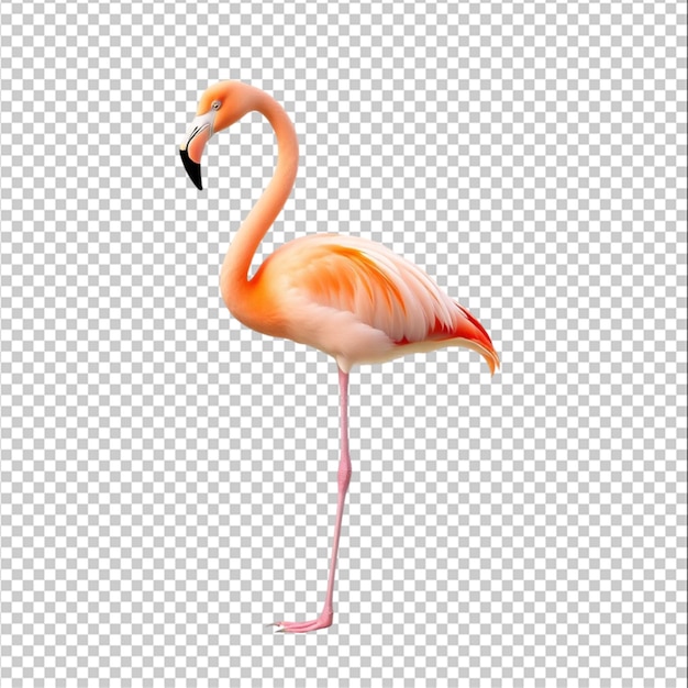 Belos flamingos isolados em fundo branco