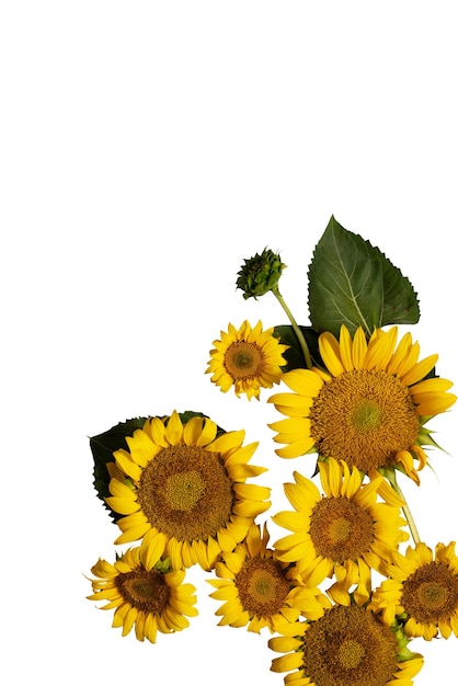 Belos girassóis isolados
