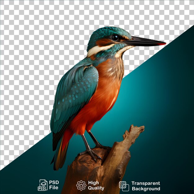 PSD belos kingfisher isolados em fundo transparente incluem arquivo png