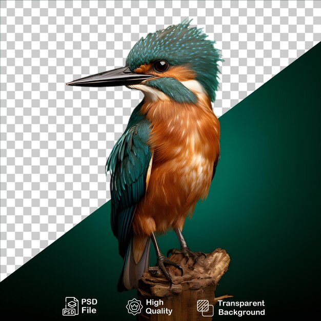 PSD belos kingfisher isolados em fundo transparente incluem arquivo png