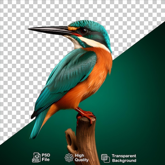 PSD belos kingfisher isolados em fundo transparente incluem arquivo png