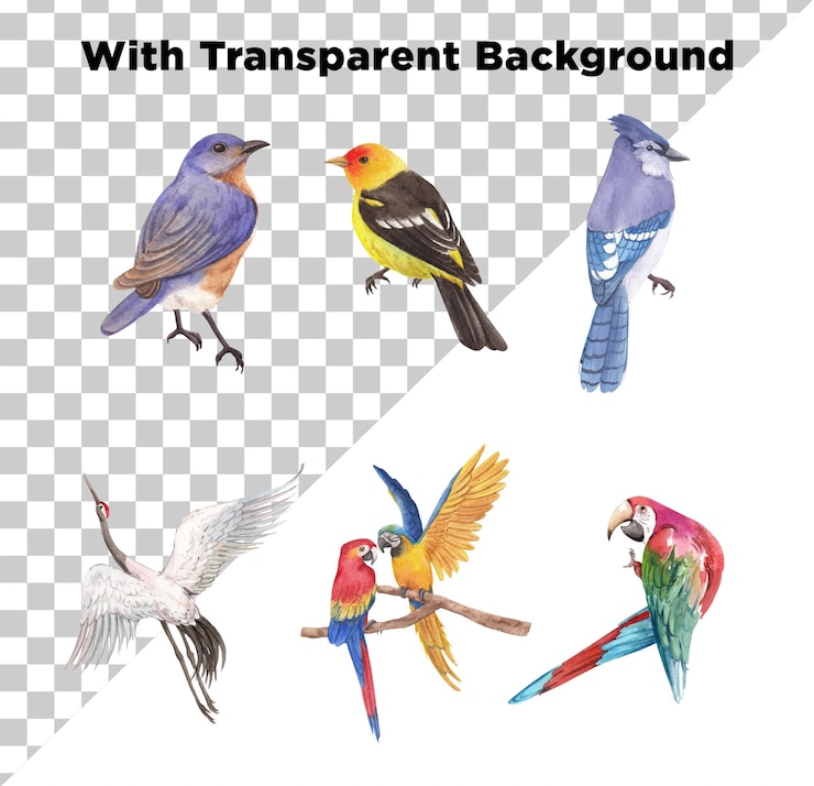 PSD belos pássaros clipart isolados em fundo transparente