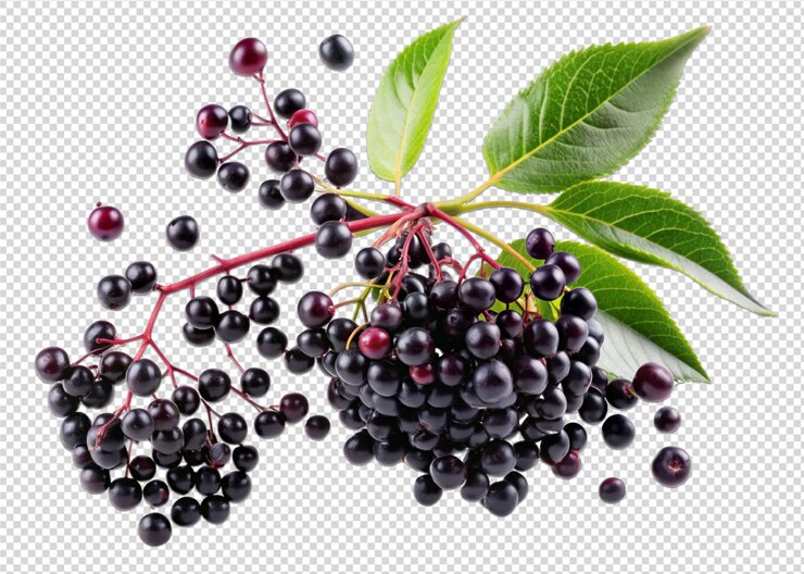 PSD berry di sardo con mezze fette che cadono o galleggiano png