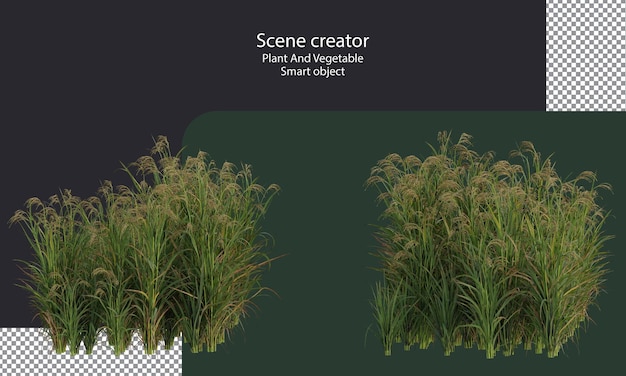Beschneidungspfad für Reispflanzen Asiatischer Reis isolierte kleine Pflanzen und Gras