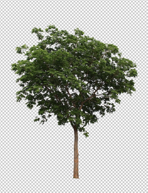 Beste Sammlung von Dicut-Baum