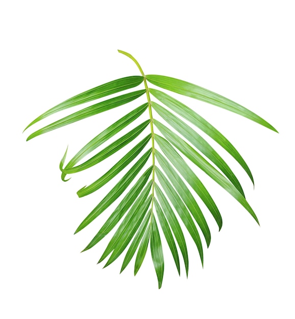 Betelnussblatt auf durchsichtigem Hintergrund Palmblatt auf durchsichtigem Hintergrund Grüne Blätter und Plan
