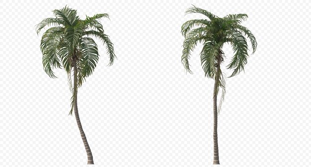 PSD betelpalme, betelnüsse, areca-nuss, areca-palme, areca-nuss-palme isoliert, palme