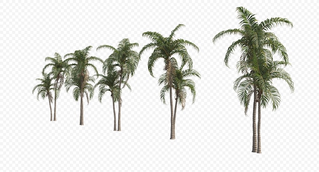 Betelpalme, betelnüsse, areca-nuss, areca-palme, areca-nuss-palme isoliert, palme