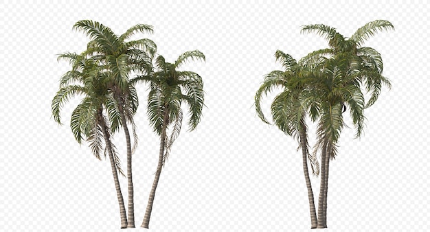 Betelpalme, Betelnüsse, Areca-Nuss, Areca-Palme, Areca-Nuss-Palme isoliert, Palme