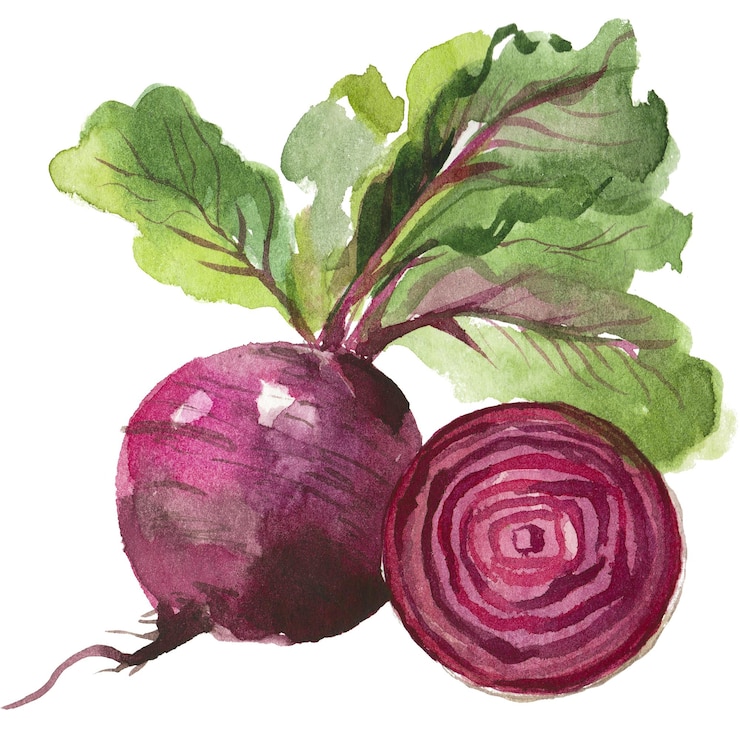 PSD beterraba pintada a aquarela elemento de design de alimentos frescos desenhado à mão isolado em fundo branco