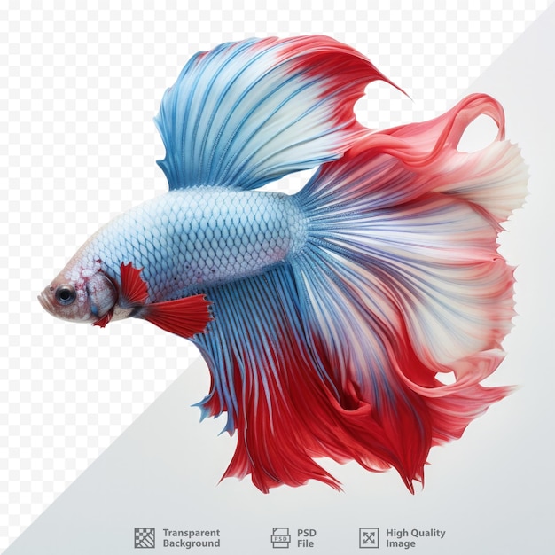 PSD betta à queue de demi-lune bleu ciel blanc et super rouge isolé sur un fond transparent un poisson d'aquarium populaire