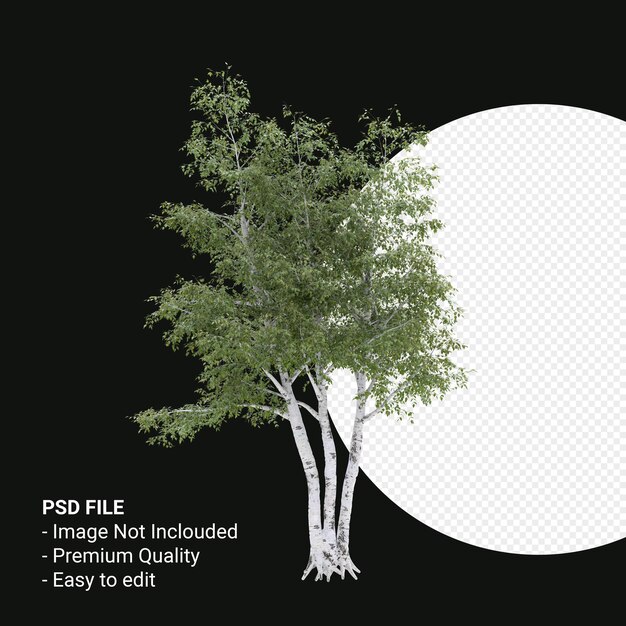 Betula pendula árbol 3d render aislado sobre fondo transparente