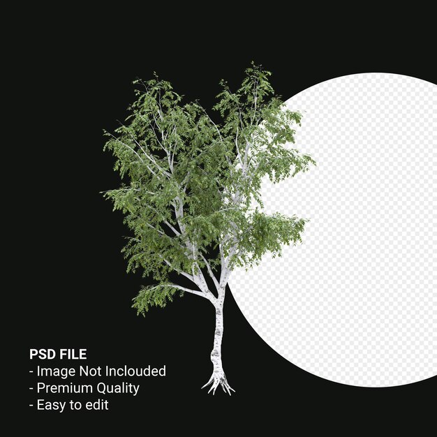 PSD betula pendula arbre rendu 3d isolé sur fond transparent