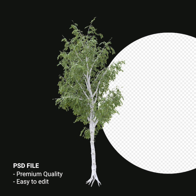 PSD betula pendula arbre rendu 3d isolé sur fond transparent