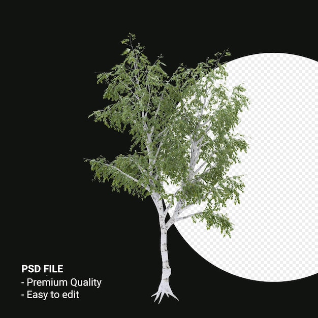 PSD betula pendula arbre rendu 3d isolé sur fond transparent