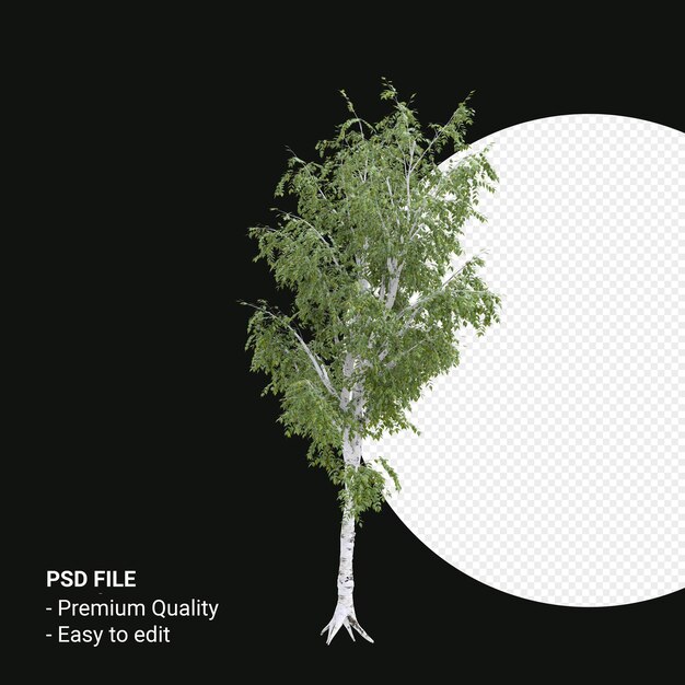 PSD betula pendula arbre rendu 3d isolé sur fond transparent