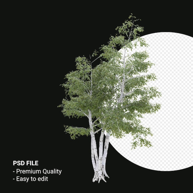 PSD betula pendula arbre rendu 3d isolé sur fond transparent