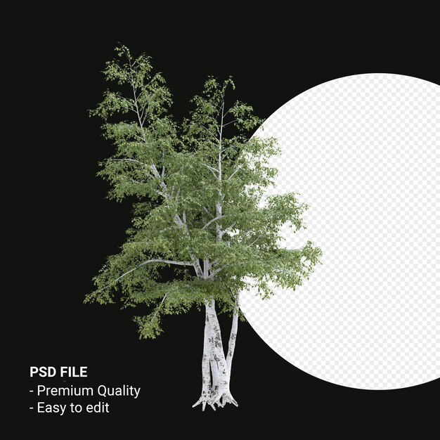 PSD betula pendula arbre rendu 3d isolé sur fond transparent