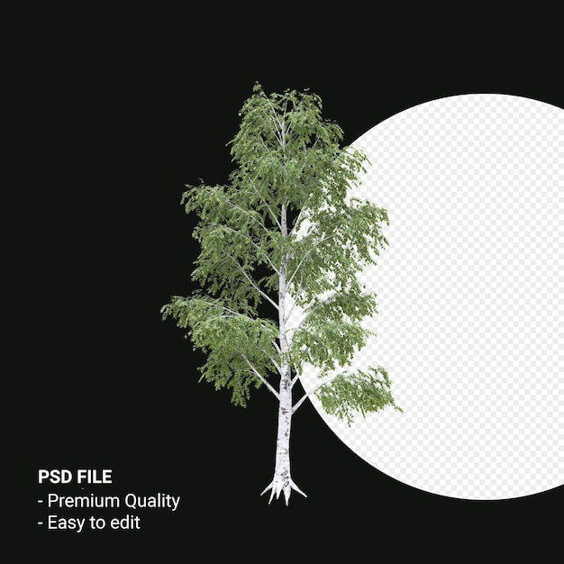 PSD betula pendula arbre rendu 3d isolé sur fond transparent