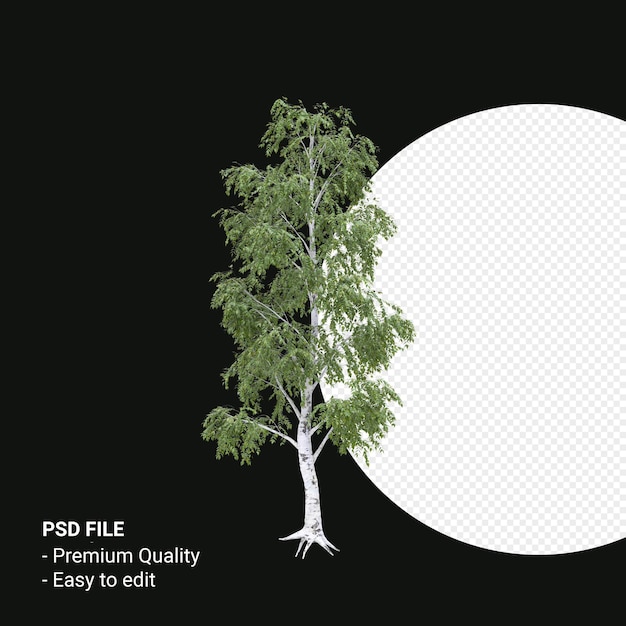 PSD betula pendula arbre rendu 3d isolé sur fond transparent